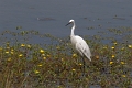 Aigrette garzette-02